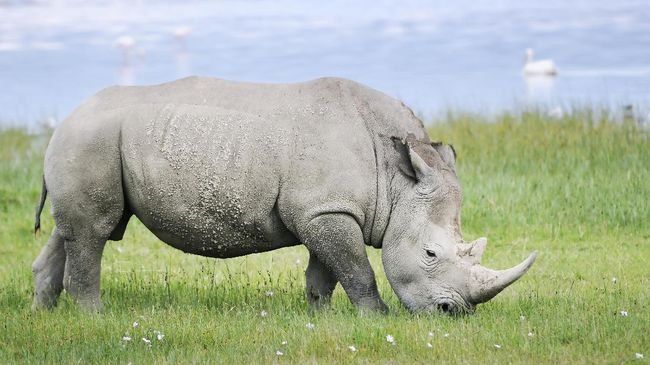 Hanya Tersisa Dua di Dunia, Badak Putih Utara Mengalami Kepunahan