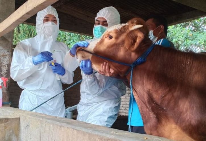 Wabah PMK Semakin Meluas, Palembang Kesulitan Mendapatkan Obat-Obatan